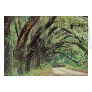 Noord-Amerika, VS, Georgië, Cumberland 2