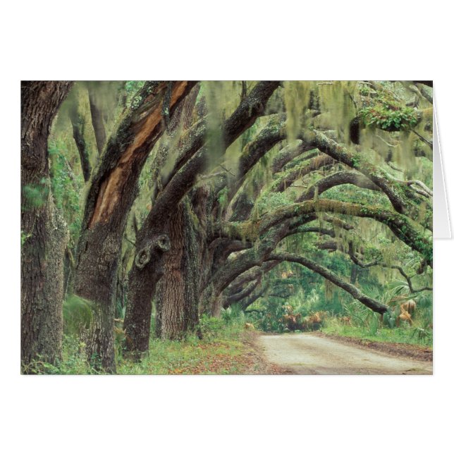 Noord-Amerika, VS, Georgië, Cumberland 2 (Voorkant Horizontaal)