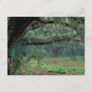 Noord-Amerika, VS, Georgië, Cumberland Briefkaart