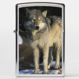 Noord-Amerika, VS, Minnesota. Wolf (Canis