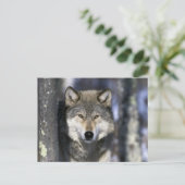 Noord-Amerika, VS, Minnesota. Wolf Canis Briefkaart (Staand voorkant)