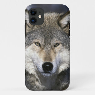 Noord-Amerika, VS, Minnesota. Wolf Canis iPhone 11 Hoesje