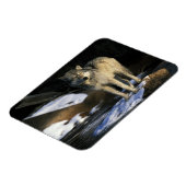 Noord-Amerika, VS, Minnesota. Wolf (Canis Magneet (Linkerzijde)