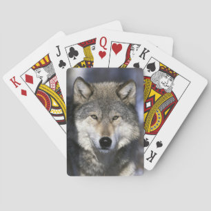 Noord-Amerika, VS, Minnesota. Wolf Canis Pokerkaarten