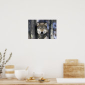 Noord-Amerika, VS, Minnesota. Wolf Canis Poster (Keuken)