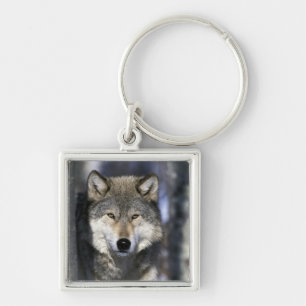 Noord-Amerika, VS, Minnesota. Wolf Canis Sleutelhanger