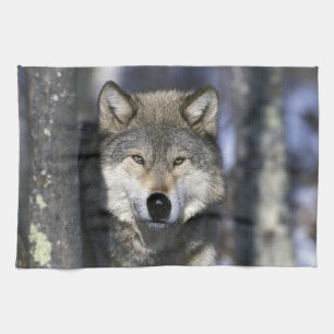 Noord-Amerika, VS, Minnesota. Wolf Canis Theedoek