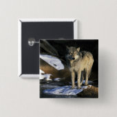 Noord-Amerika, VS, Minnesota. Wolf (Canis Vierkante Button 5,1 Cm (Voorkant /achterkant)