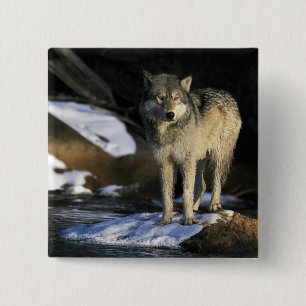 Noord-Amerika, VS, Minnesota. Wolf (Canis Vierkante Button 5,1 Cm