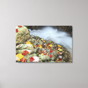 Noord-Amerika, VS, NH, Herfst in New England. Canvas Afdruk