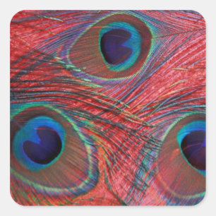 Noord-Amerika, VS, WA, Redmond, Peacock Vierkante Sticker