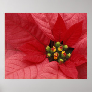 Noord-Amerika, VS, WA, Woodinville, Red 2 Poster