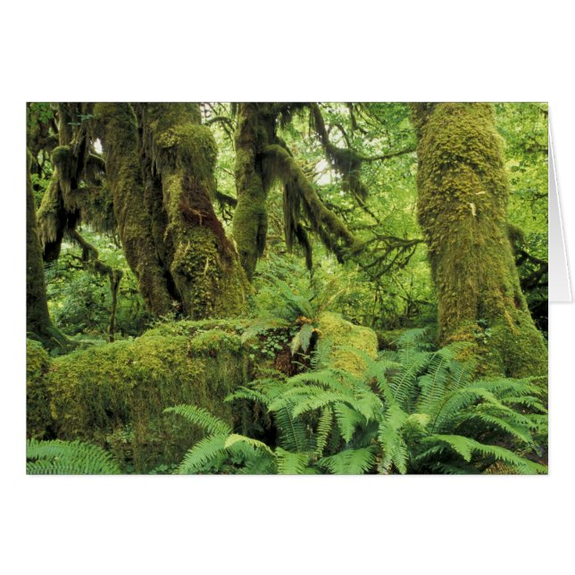 Noord-Amerika, VS, Washington, Olympic 3 (Voorkant Horizontaal)