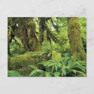 Noord-Amerika, VS, Washington, Olympic 3 Briefkaart