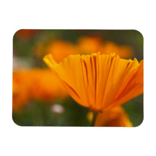 Noord-Amerika, VS, Washington, Seattle, zomer Magneet