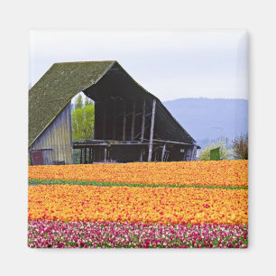 Noord-Amerika, VS, Washington, Skagit Valley. 2 Magneet
