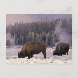 Noord-Amerika, VS, Wyoming, geelsteen NP, Briefkaart