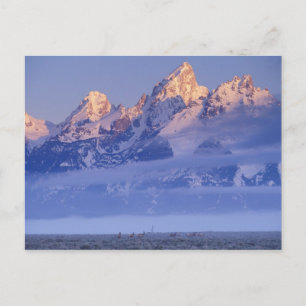 Noord-Amerika, VS, Wyoming, Grand Teton NP, 2 Briefkaart