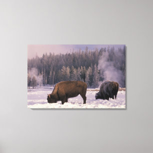 Noord-Amerika, VS, Wyoming, Yellowstone NP, Canvas Afdruk