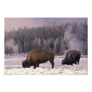 Noord-Amerika, VS, Wyoming, Yellowstone NP, Foto Afdruk