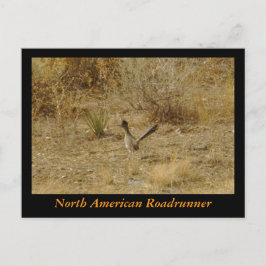 Noord-Amerikaanse Roadrunner Briefkaart