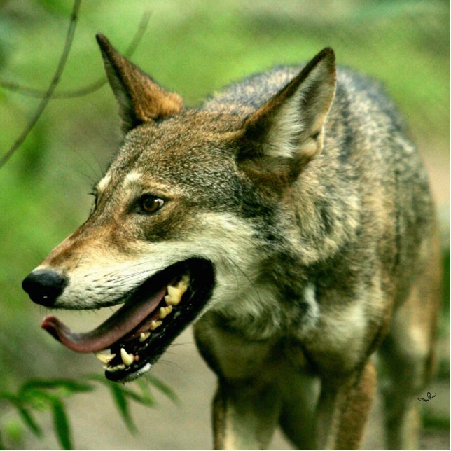 Noord-Amerikaanse Sly Red Wolf Staand Fotobeeldje (Voorkant)