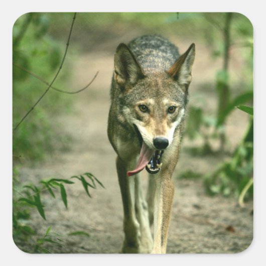 Noord-Amerikaanse Sly Red Wolf Vierkante Sticker (Voorkant)