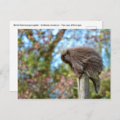 Noord-Amerikaanse stekelvarken Briefkaart (Voorkant / Achterkant)