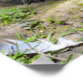 Noord-Amerikaanse stekelvarken Poster (Hoek)