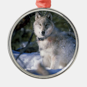 Noord-Amerikaanse Timber Wolf in Snow Metalen Ornament