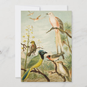 Noord-Amerikaanse vogels   Anton Goering