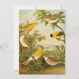 Noord-Amerikaanse vogels   Anton Goering