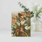 Noord-Amerikaanse vogels | Briefkaart Gustav Mü t (Staand voorkant)