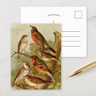 Noord-Amerikaanse vogels Briefkaart Gustav Mü t