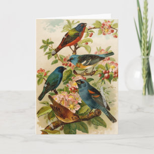 Noord-Amerikaanse vogels   Gustav Mü tzel Kaart