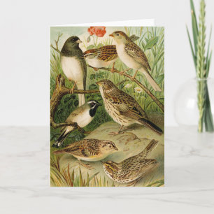 Noord-Amerikaanse vogels   Gustav Mü tzel Kaart