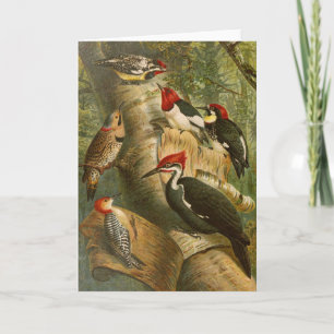 Noord-Amerikaanse vogels   Gustav Mü tzel Kaart