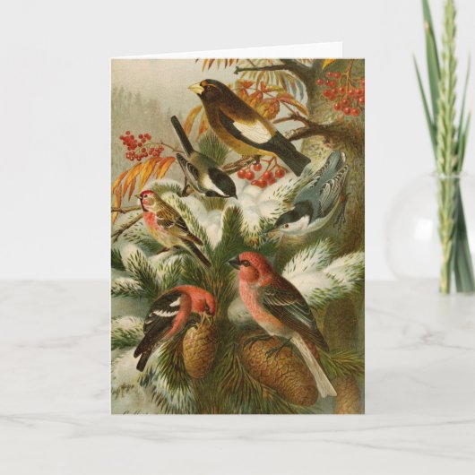Noord-Amerikaanse vogels | Gustav Mü tzel Kaart (Voorkant)