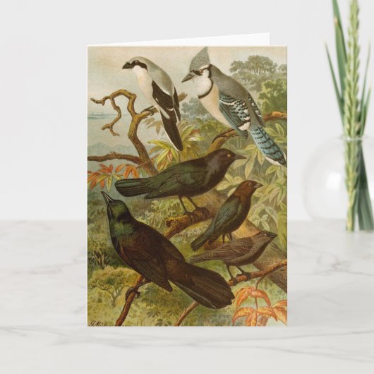 Noord-Amerikaanse vogels | Gustav Mü tzel Kaart (Voorkant)