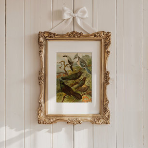 Noord-Amerikaanse vogels Gustav Mü tzel Poster