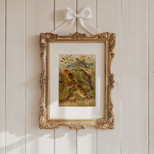 Noord-Amerikaanse vogels   Gustav Mü tzel Poster