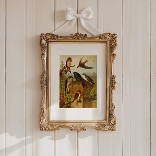 Noord-Amerikaanse vogels   Gustav Mü tzel Poster