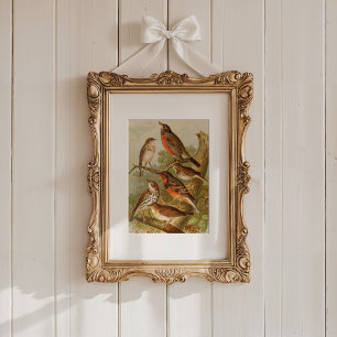 Noord-Amerikaanse vogels   Gustav Mü tzel Poster