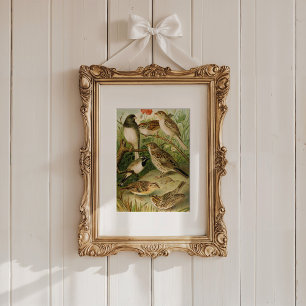 Noord-Amerikaanse vogels Gustav Mü tzel Poster