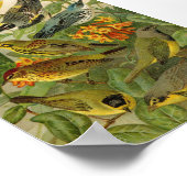 Noord-Amerikaanse vogels | Gustav Mü tzel Poster (Hoek)