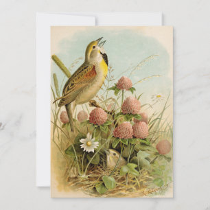Noord-Amerikaanse vogels   Robert Ridgway