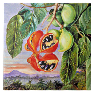 Noord - Bladgroen en fruit Sterculia Parviflora Tegeltje