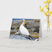 Noord-Gannet Kaart (Gele Bloem)