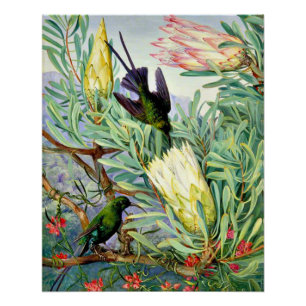 Noord - Honeybloemen en Honeysuckers Perfect Poster