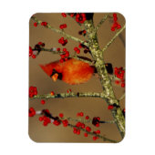 Noord-Kardinaal mannetje, IL Magneet (Verticaal)